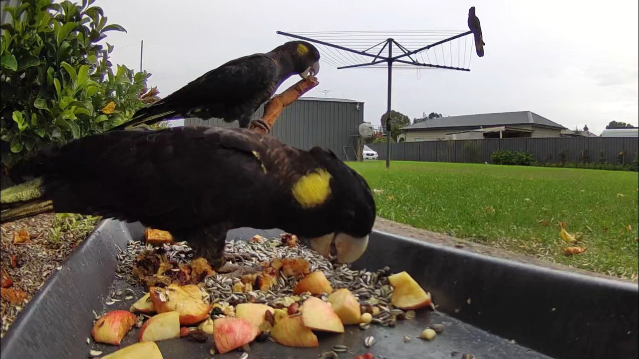 Australian Bird Feeder cam | 3/3/26  | yellow tail black cockatoos |  | galahs | lorikeets | cat tv