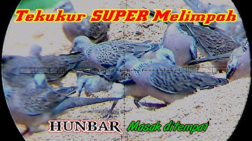 berburu tekukur super melimpah,hunbar paling ambyar
