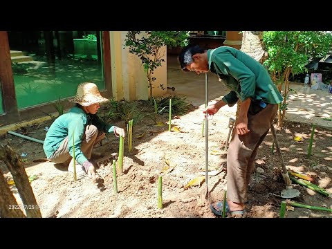 @Eip1, Garden replanting \\ My plants