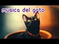  musique magique pour chats  dtendezvous et calmez immdiatement votre flin