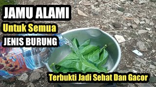 CARA MEMBUAT JAMU ALAMI UNTUK SEMUA JENIS BURUNG | TERBUKTI SEHAT DAN GACOR #KICAUMANIA