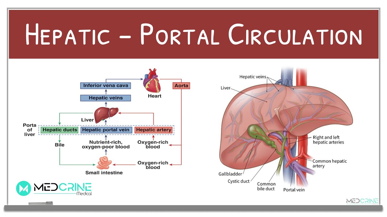 Кровь через печень. Hepatic circulation. Кровоснабжение печени схема. Hepatic Physiology.