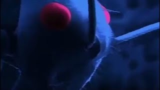 фильм документальный 2018 Микромир. Под микроскопом. Наши невидимые спутники. Документальный фильм. фильм документальный 2018 Микромир. Под микроскопом. Наши невидимые спутники. Документальный фильм.
