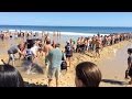 Tourists Attempt To Rescue Great White Shark