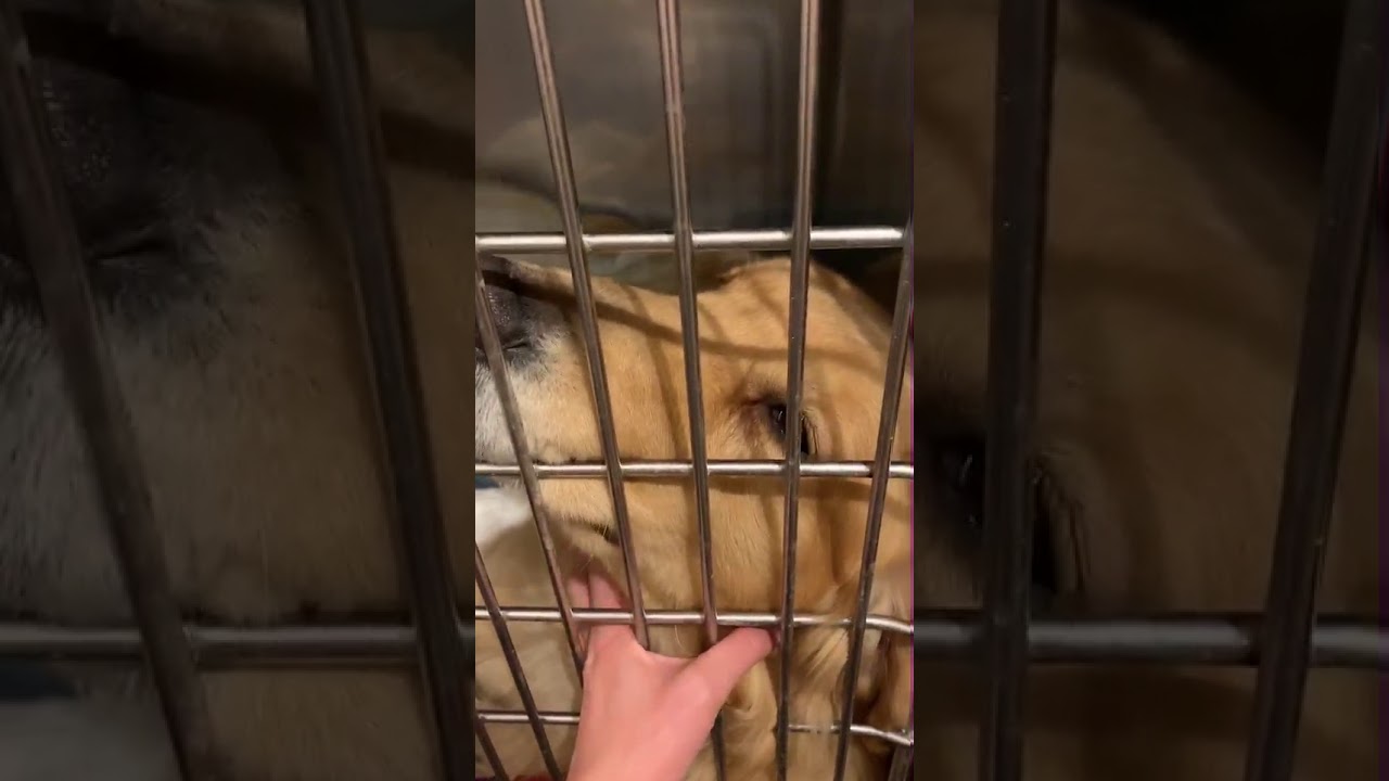 アニマル ウェルフェアに則った犬猫の殺処分ゼロを目指す動物病院の活動をご支援ください クラウドファンディング 未来ショッピング