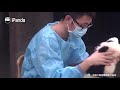 [판다판다] 엄마아빠 해주는 마사지 너무 좋아요!!  | CCTV 한국어방송