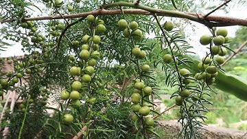 Thuốc độc Vùng cao và cách giải độc rất hay từ cây Thiên môn đông | Tham khảo