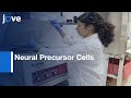 NPCs Neurodevelopmental Phenotypes Detection | Protocol Preview
