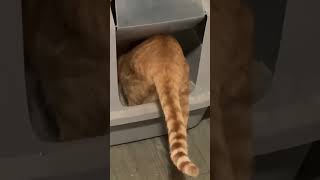 Cat pooping