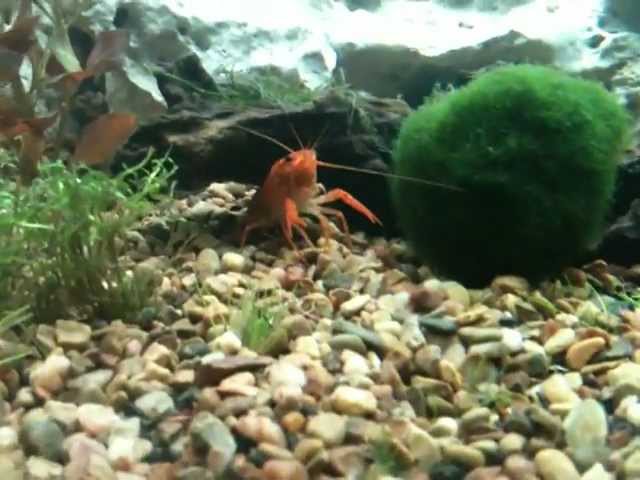 crayfish tank setup