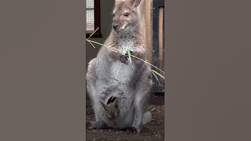 Chiếc túi thần kỳ là đây #kangaroo #shorts