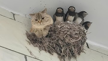 Nature Said ‘No Rules’ and the Cat Agreed 🐱 Funny Cats Videos 2025