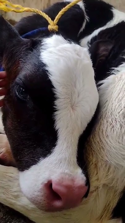 this-is-our-cow-mallu-kutty-don-t-forget-to-subscribe-malayalam