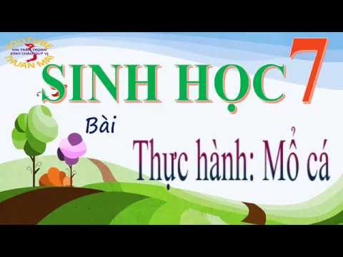 Thực hành Mổ cá , sinh học lớp 7, sinh học 7, thuan mai - youtube