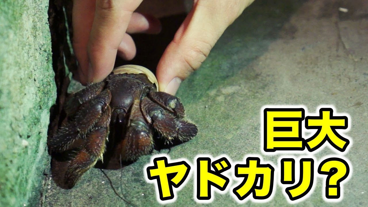 巨大ヤドカリ 巨大ヤシガニ がきた 南国グアムシリーズ 1 Biggest Crab Guam Travel Series 1 Youtube 巨大ヤドカリ 巨大ヤシガニ がきた 南国グアムシリーズ 1 Biggest Crab Guam Travel Series 1 Youtube