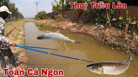 Kích Cá Săn Cá Lúc Nước Thuỷ Triều Lên Con Nước Mới Bắt Toàn Cá Đồng Ngon