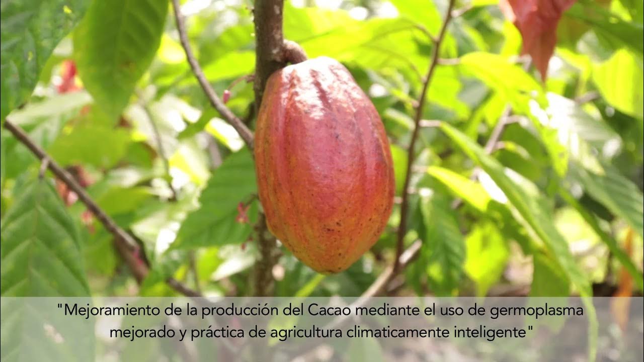 CACAO KoL FACI subtitulos YouTube