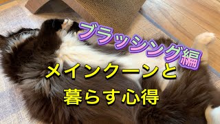 メインクーンと暮らす心得 ブラッシング編 メインクーン専門猫カフェmof Mof Youtube メインクーンと暮らす心得 ブラッシング編 メインクーン専門猫カフェmof Mof Youtube