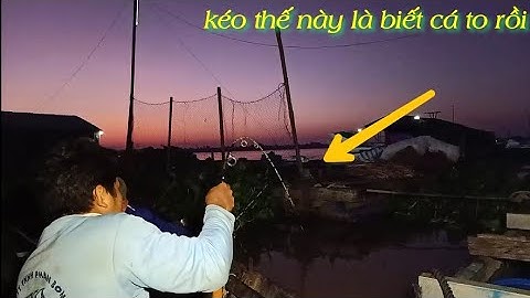 Tiếp tục câu trúng ổ cá chép cá tra khủng mùa nước đổ - Test cần câu cá huynh khoa T146