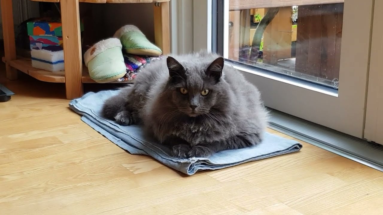 Happy Totoro doing self-care