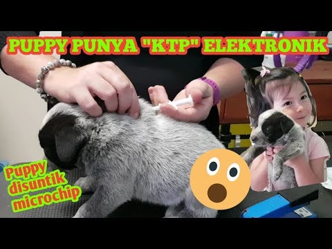 Video: 3 Alasan Untuk Microchip Anjing Anda Hari Ini