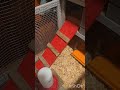 DIY Chicken Brooder for $30