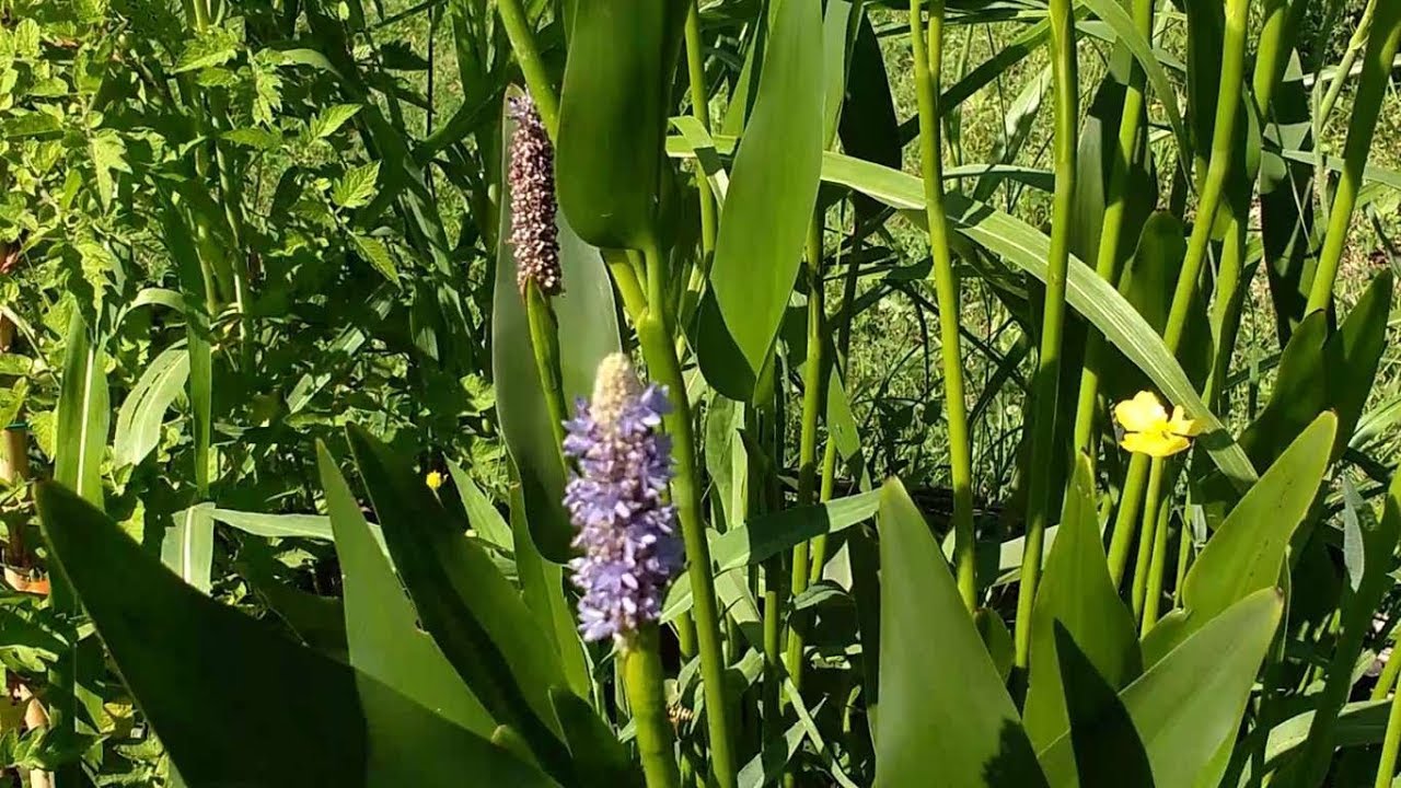 Pontederia lanceolata (water plant)