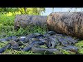 amazing fishing! a fisherman catch catfish in under mud, catch by Skill hand