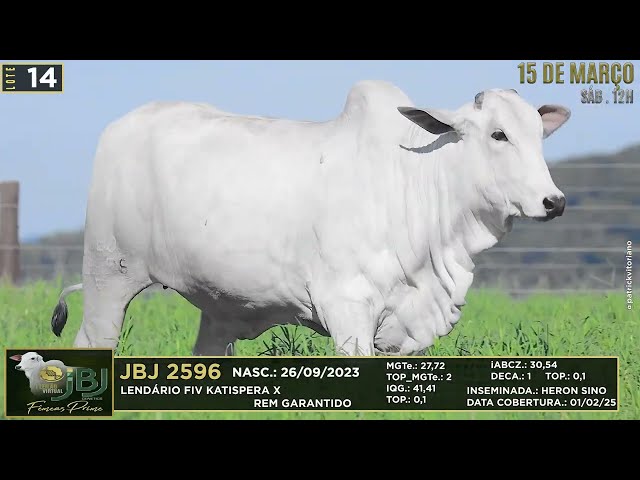 LOTE 14   JBJ 2596