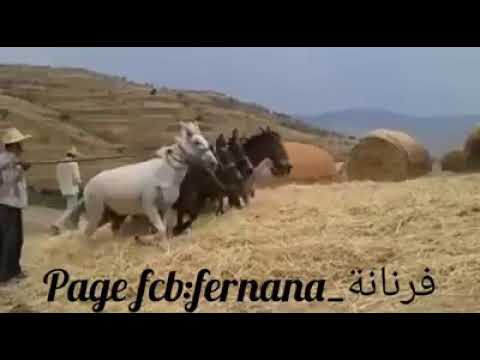 توراث جندوبه فرنان