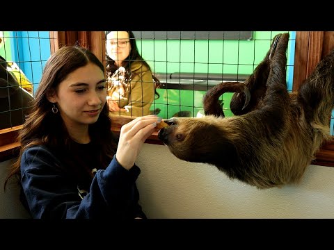 Sloth Bites 15-Year-Old Girl During Pet Store Visit