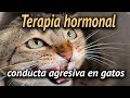 Terapia hormonal ; conducta agresiva en gatos - como corregir malos comportamientos en mi gato