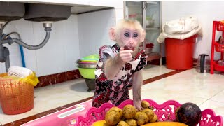 Baby monkey Miker can stand two legs for eat fruit mommy so happy