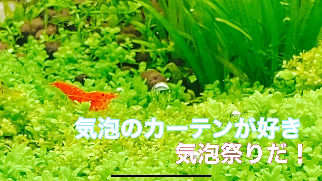 水草が一斉に気泡を上げる時 水草水槽 Youtube