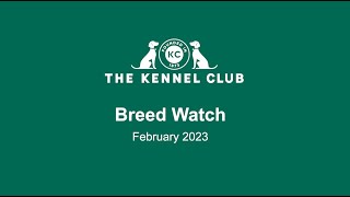 Breed Watch February 2023 by The Kennel Club 912 views 1 year ago 58 minutes