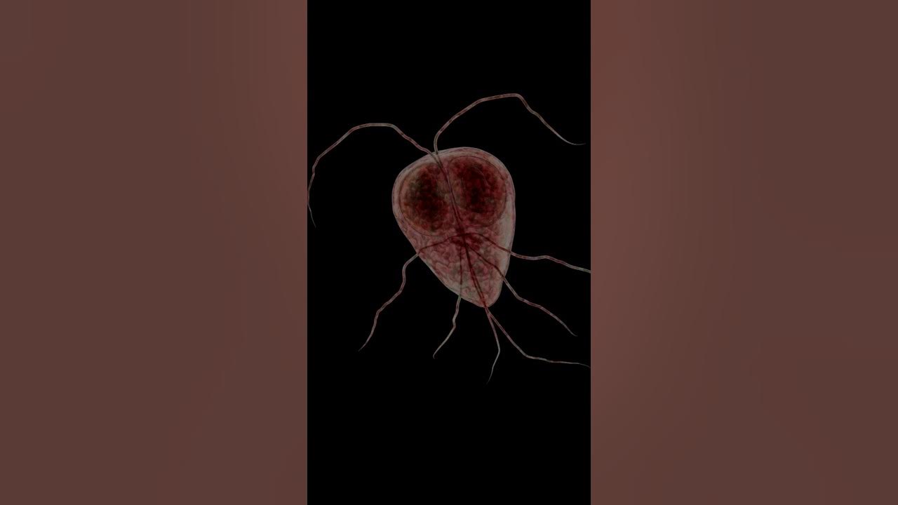 How to treat giardia in dogs dog animals friends youtube