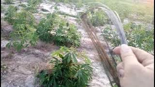 bẫy chim cút đêm, phần 1, cách chọn bãi đáp và thế cấm cung đón chim về