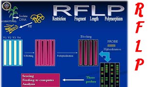 Restriction fragment length polymorphism