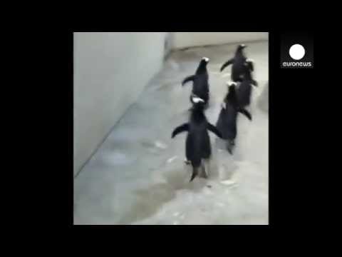 Penguin escape plot foiled by zoo staff