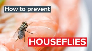 Why are there flies in my house? How to get rid of flies