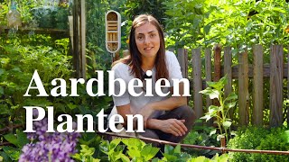 Alles over aardbeien! | Floor Korte - Floors Moestuin