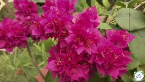 Chuyến đi Tiền Giang - Nhà cổ ông Xoát