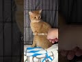チャイさんの暮らし⑫。#保護猫
