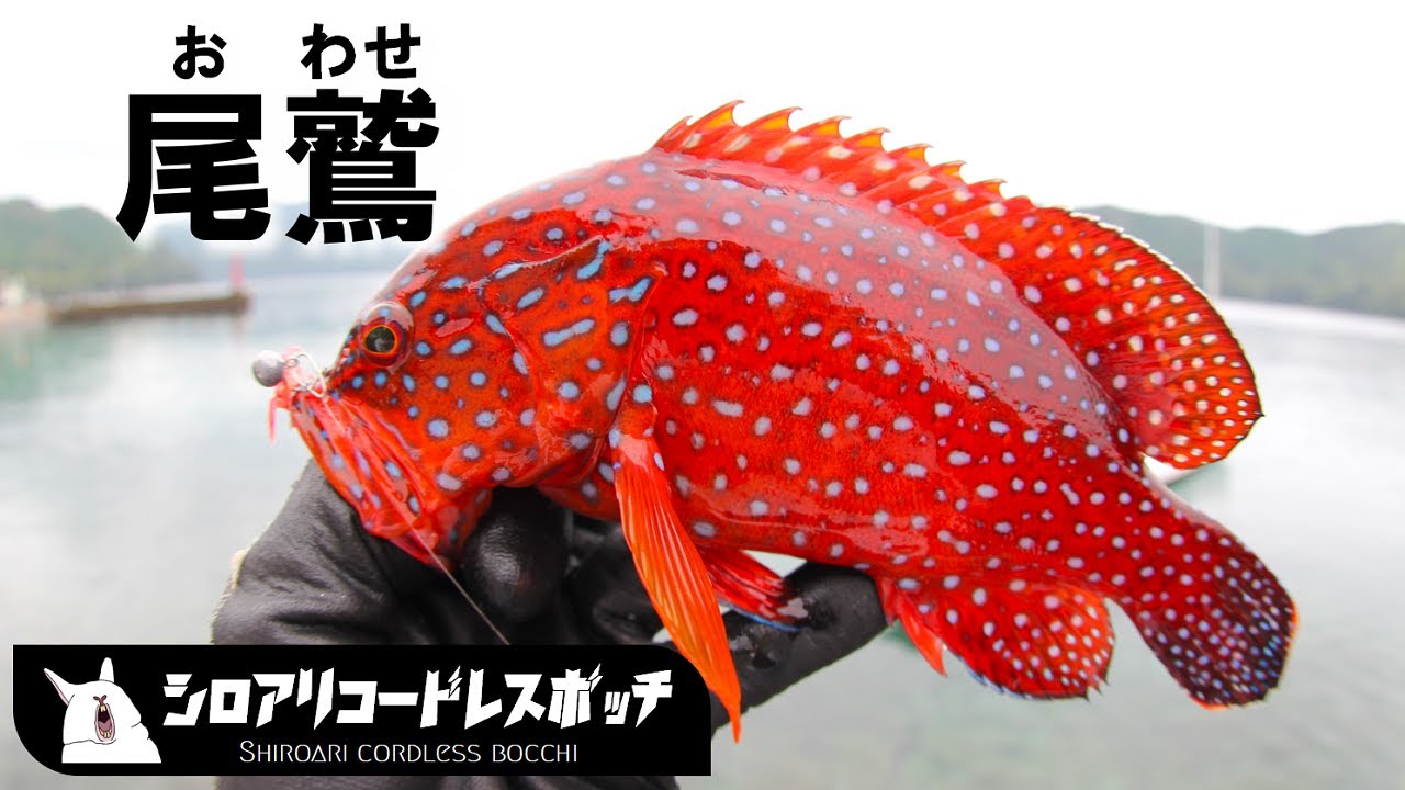 尾鷲の漁港で６種31匹釣りました