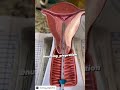 How To IUD Insertion In Artificial Vagina Medical Nursing Indian Medicine 