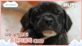 나는 태어난 지 33일 된 프렌치 불도그 새끼다 [애니멀봐 나새끼 105호]ㅣI&#39;m 33 days old French Bulldog Baby [I&#39;m A Baby 105th]