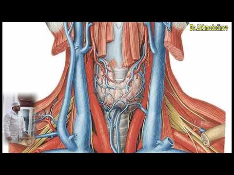 Топография сосудисто-нервного пучка шеи