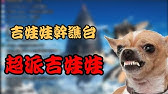 須多夜花x噓你吉娃娃 後宮失火 吉芭股要睡紙箱了 Youtube