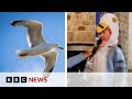 Boy wins competition with seagull impression  bbc news