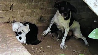 She huddled in a corner, crying and begging to save her five hungry children